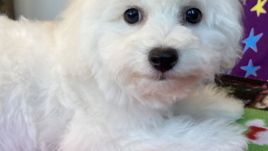 White Colored Cute South Carolina Bichons