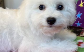 White Colored Cute South Carolina Bichons Bichon Frise for Charleston, SC