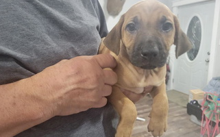 Red Colored cute Shaw Deer Recovery Black Mouth Cur for Benton, IL