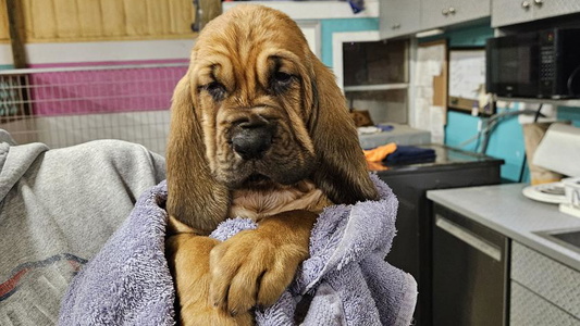 Red Colored Cute Cyclone Ridge Bloodhounds