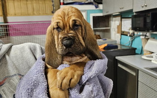 Red Colored Cute Cyclone Ridge Bloodhounds Bloodhound for Sullivan, MO