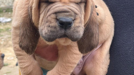 Red Colored Teoc Bloodhounds and Mastiffs