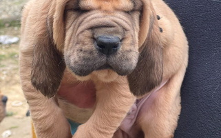 Red Colored Teoc Bloodhounds and Mastiffs Bloodhound for Carrollton, MS