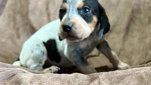 Blue Ticked And Tan Colored Wetapo Creek Kennel