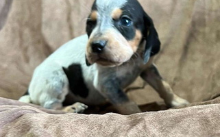 Blue Ticked And Tan Colored Wetapo Creek Kennel Bluetick Coonhound for Andalusia, AL