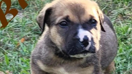 Sable Colored Charming Boerboels