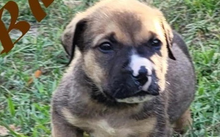 Sable Colored Charming Boerboels Boerboel for Spring Hill, FL