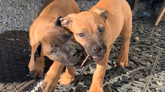 Sable Colored Cute Heritage Boerboels