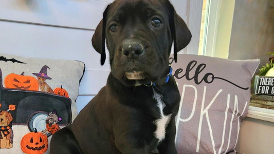 Black Colored Leontix Boerboels