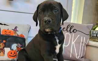 Black Colored Leontix Boerboels Boerboel for Royse City, TX