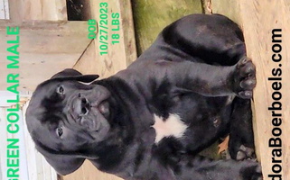 Black Colored Adoraboerboels Boerboel for Machesney Park, IL