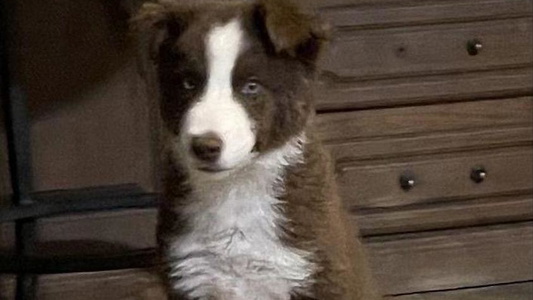 Red Colored Sandstone Border Collies