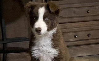 Red Colored Sandstone Border Collies Border Collie for Roosevelt, UT