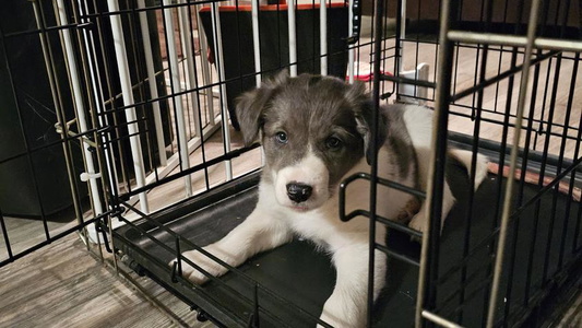 Blue Colored Dog Pond Border Collies