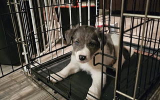 Blue Colored Dog Pond Border Collies Border Collie for Chino Valley, AZ