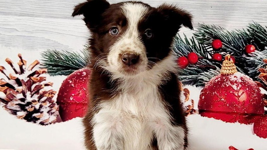 White And Red Colored Borderline Kennels