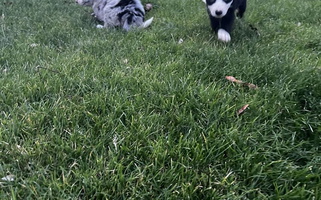 Black Colored Divine Dogs Border Collie for Umatilla, OR