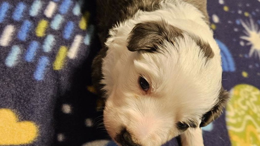 Red Colored Cute Rising Moon Border Collies