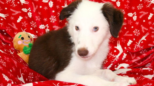 White And Red Colored Field Stone Border Collies