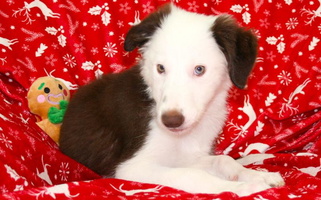 White And Red Colored Field Stone Border Collies Border Collie for West Valley City, UT