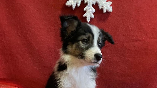 Tri Colored Cute Sandstone Border Collies