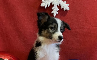 Tri Colored Cute Sandstone Border Collies Border Collie for Roosevelt, UT