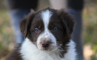 White and Red Colored Cool Meadow Farms Border Collie for Tylertown, MS