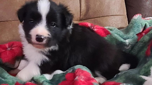 Black and Tan Colored Roughstock Border Collies