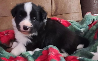 Black and Tan Colored Roughstock Border Collies Border Collie for Stonewall, OK