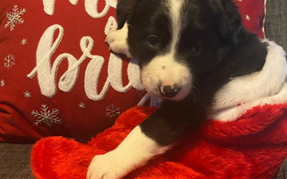 White And Black Colored Billowing Borders Border Collie for Black River Falls, WI