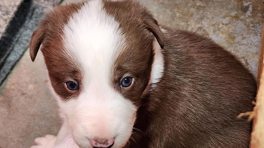 White And Red Colored C Horns Ranch Border Collies