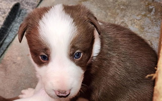 White And Red Colored C Horns Ranch Border Collies Border Collie for Shelbyville, TN