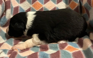 Black Colored By Design Farm Collies Border Collie for Readstown, WI