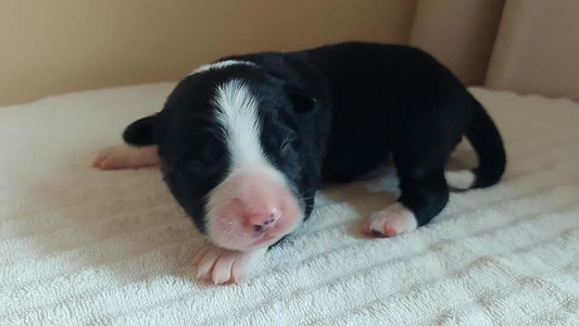 Black Colored Valkyrie Ranch Border Collies