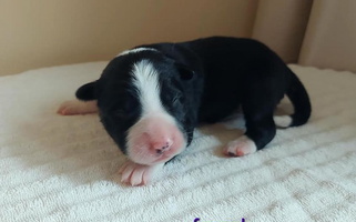 Black Colored Valkyrie Ranch Border Collies Border Collie for Loch Lomond, VA