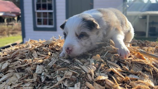 Red Merle Colored Stone Garden Border Collies