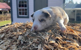 Red Merle Colored Stone Garden Border Collies Border Collie for Richfield, OH