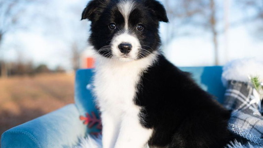 White And Black Colored 2J 2K Border Collies