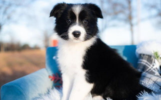 White And Black Colored 2J 2K Border Collies Border Collie for Springfield, MO