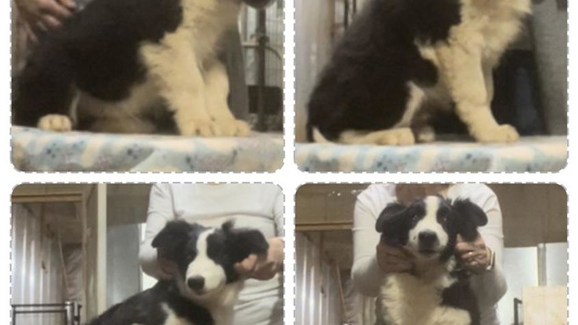 Black and Tan Colored Omegamtn Border Collies