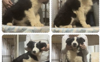 Black and Tan Colored Omegamtn Border Collies Border Collie for Newton, GA