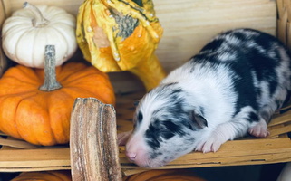 Blue Merle Colored Rocking N Registered Border Collies Border Collie for Minden, IA