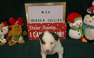 Tri Colored Working C-H Farms Border Collie for Goodman, MS