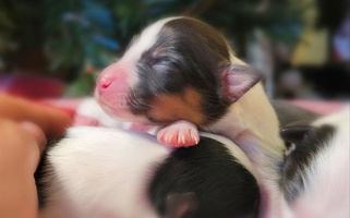 Tri Colored Sweet Solid Gold Collis Border Collie for Gainesville, FL