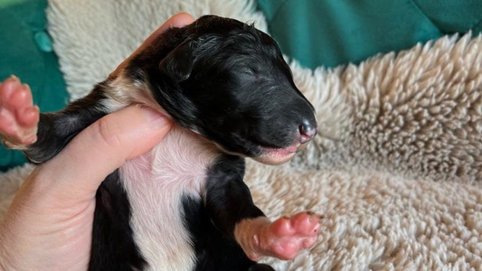 Black And Tan Colored Ivanhoe Borzoi