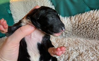 Black And Tan Colored Ivanhoe Borzoi Borzoi for Clinton, TN