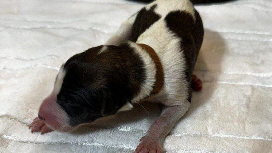 Black and Tan Colored Houston Borzoi