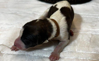 Black and Tan Colored Houston Borzoi Borzoi for Houston, TX