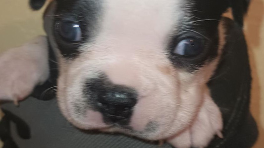 Black And White Colored Bullies Bost Pug Ranch