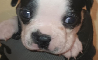 Black And White Colored Bullies Bost Pug Ranch Boston Terrier for Yucca Valley, CA